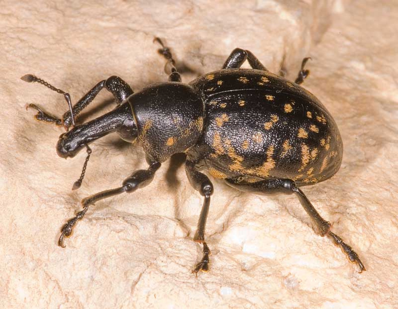 Liparus germanus by