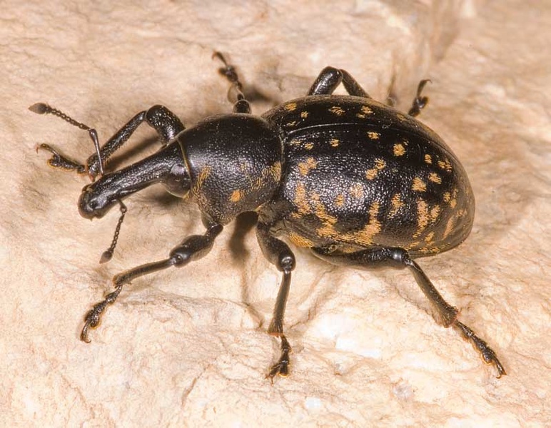 Liparus germanus by BubikolRamios