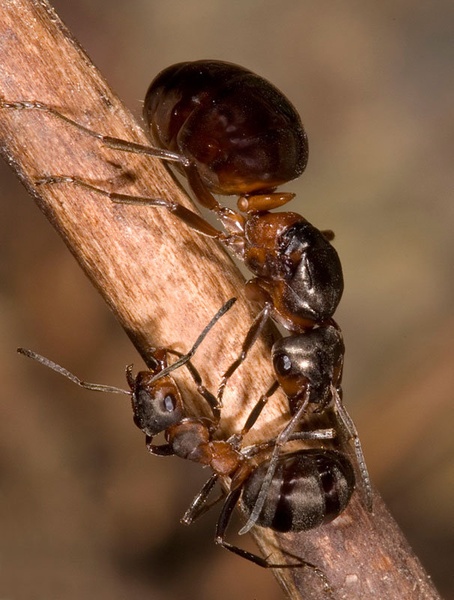 Formica rufa by BubikolRamios