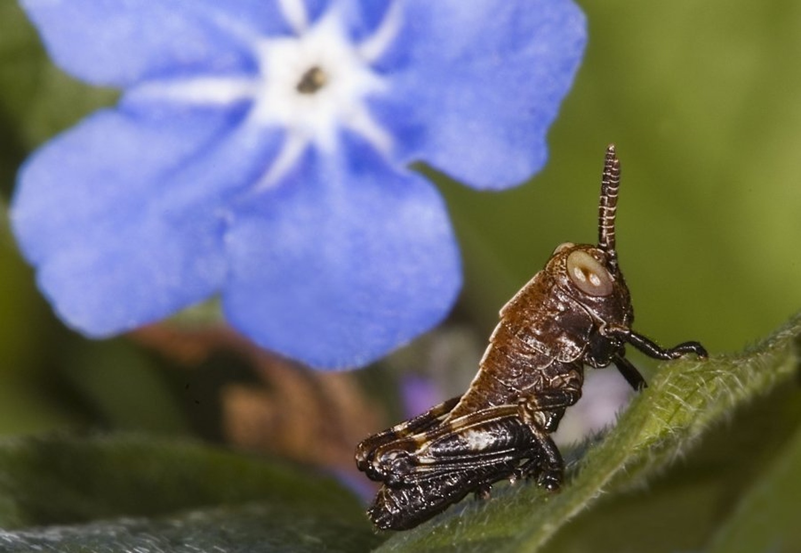 kobilica by