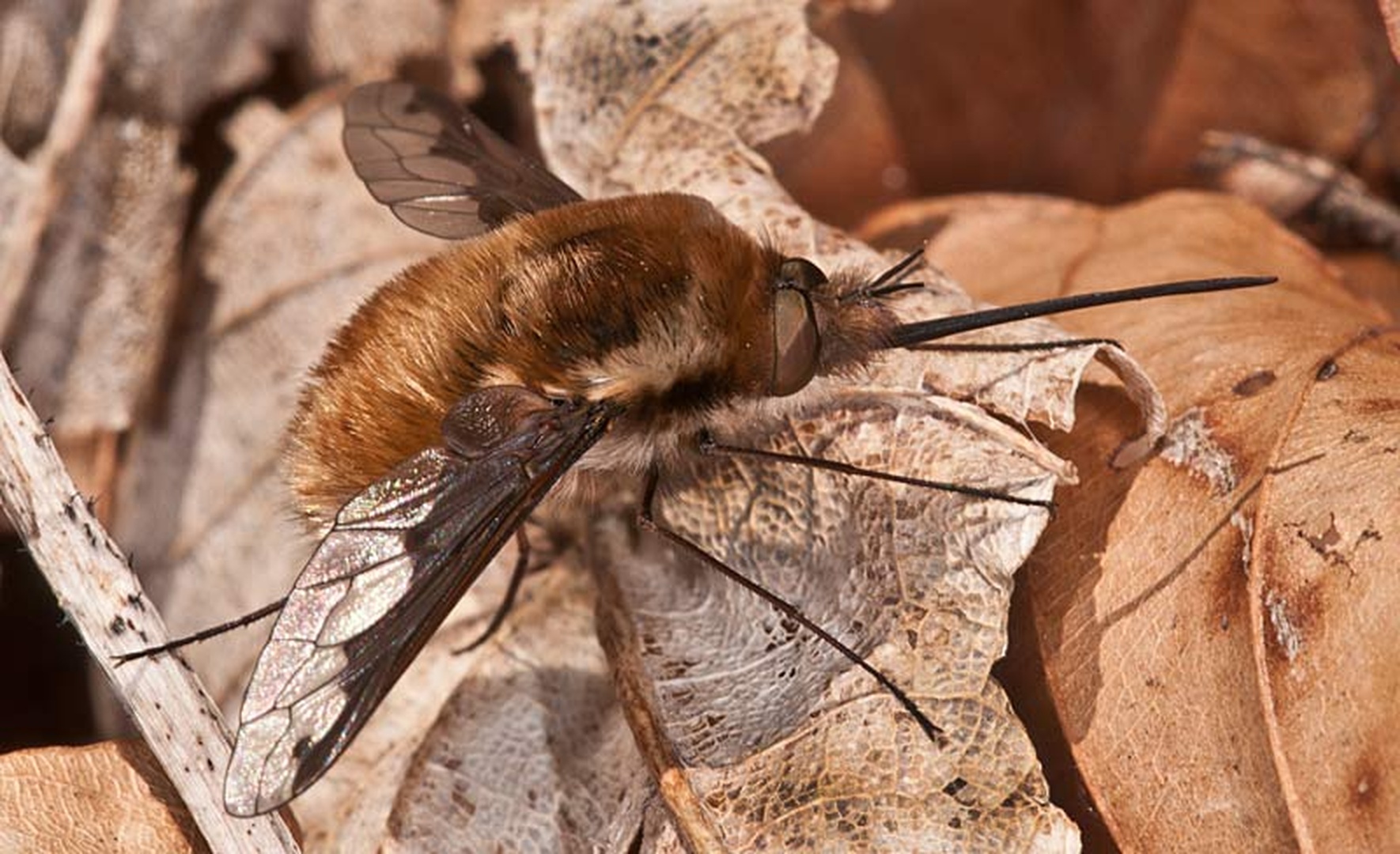 Bombylius major by