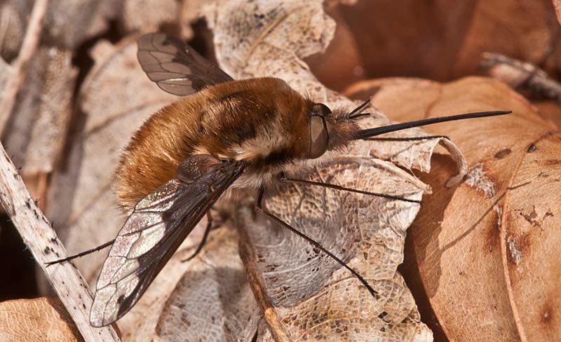 Bombylius major by BubikolRamios