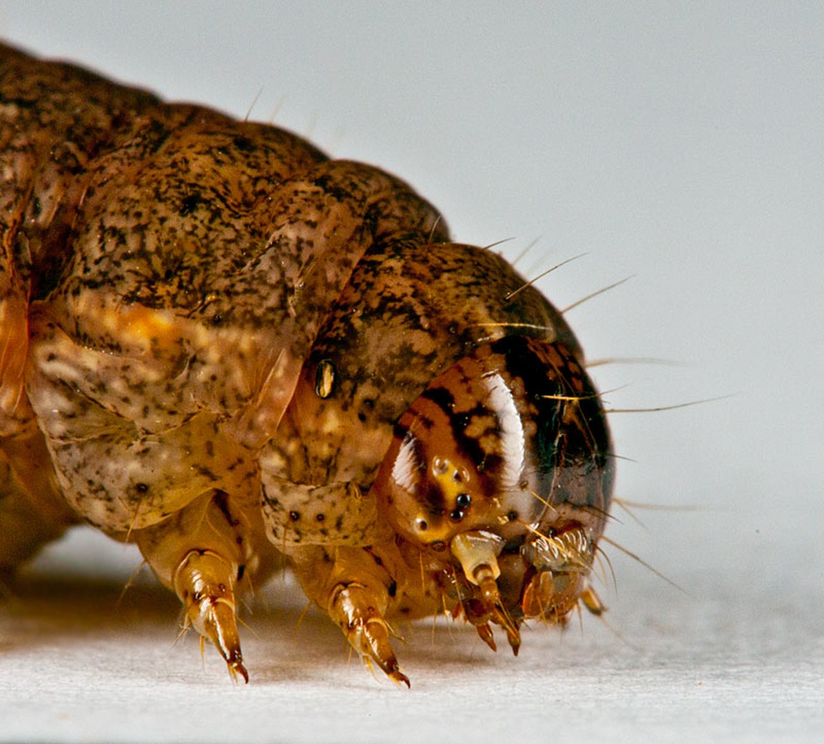 grabozoid by