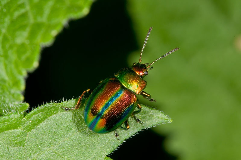 Dlochrysa fastuosa by BubikolRamios