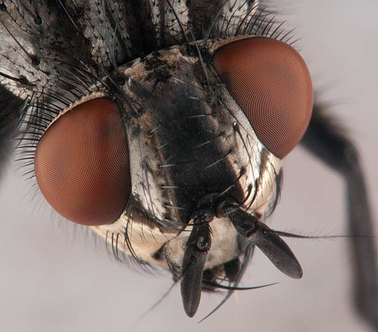 Sarcophagidae by