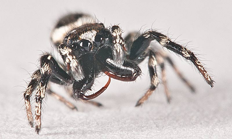 Salticus scenicus by BubikolRamios