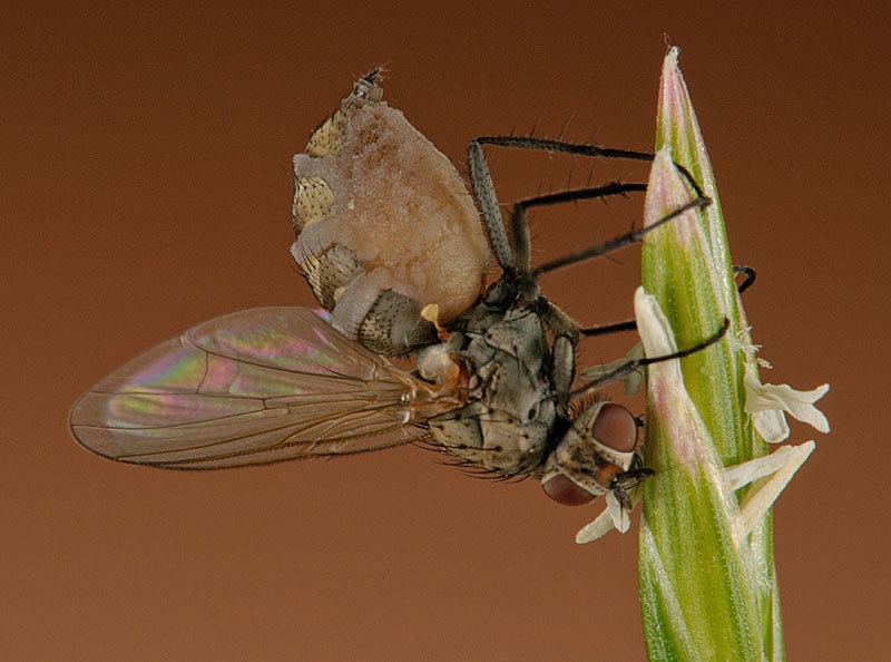 Entomophthora muscae by BubikolRamios