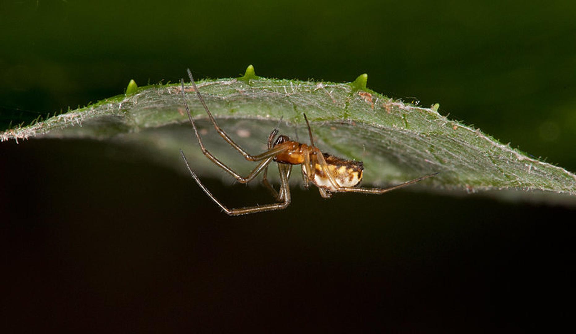 Neriene peltata by