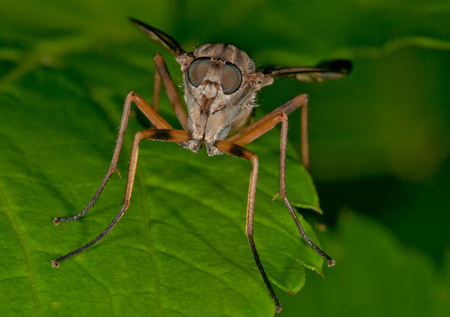 Rhagio scolopaceus by