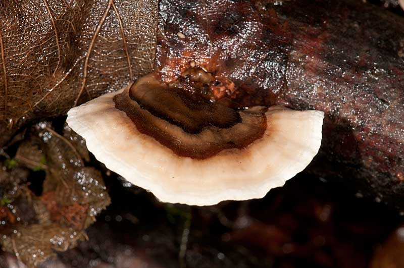 trametes versicolor by BubikolRamios