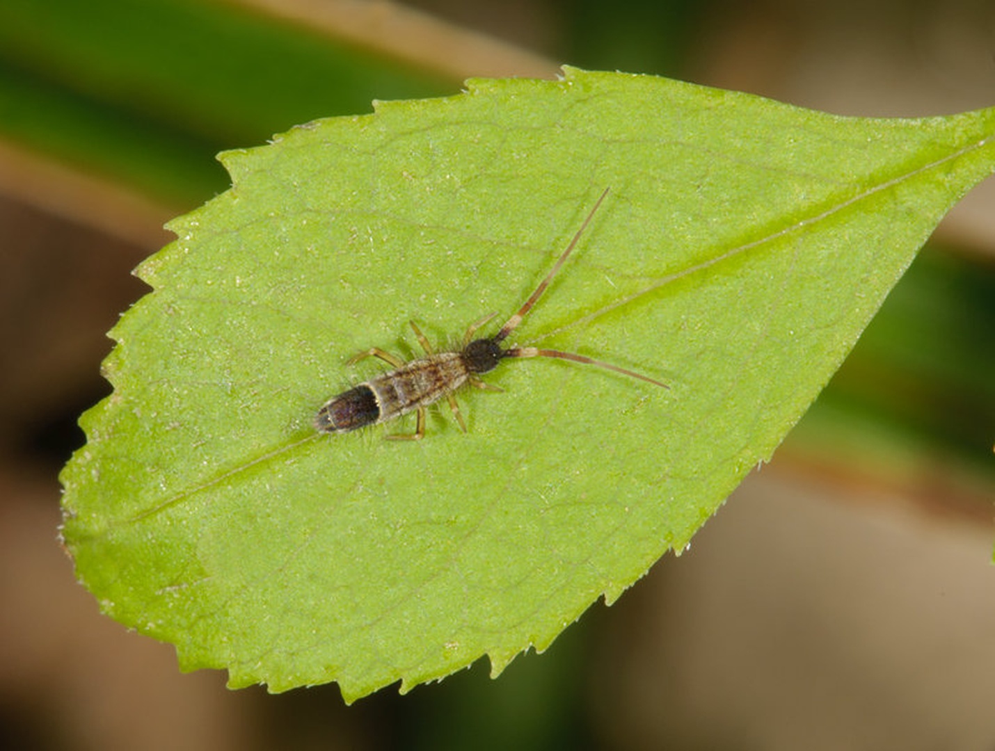 collembola by
