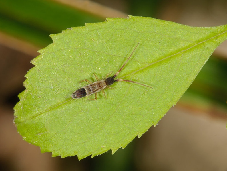 collembola by BubikolRamios