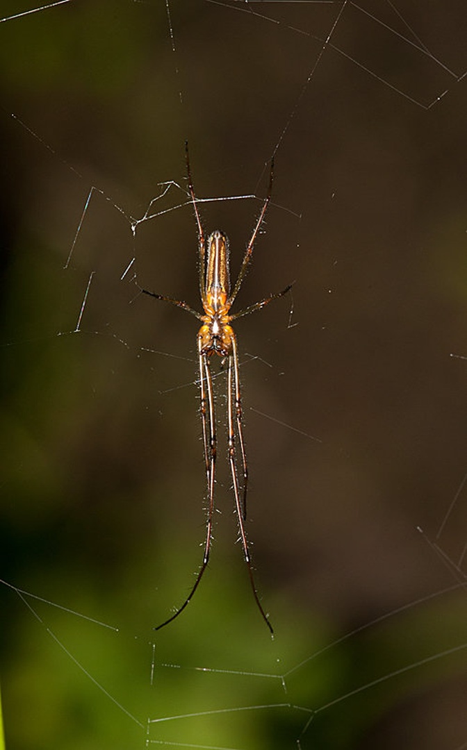 Tetragnatha montana by
