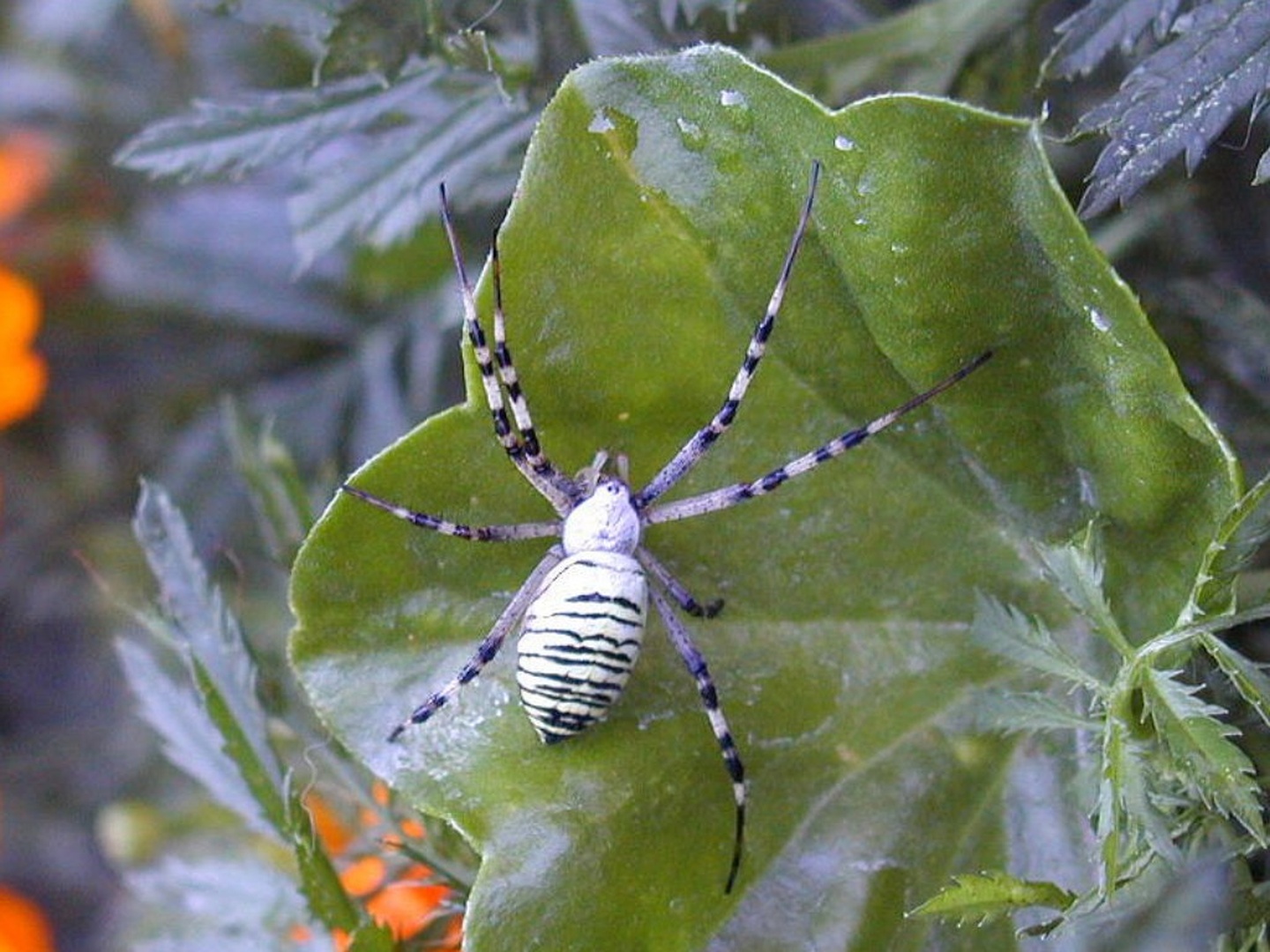 pajek zebra by spretni