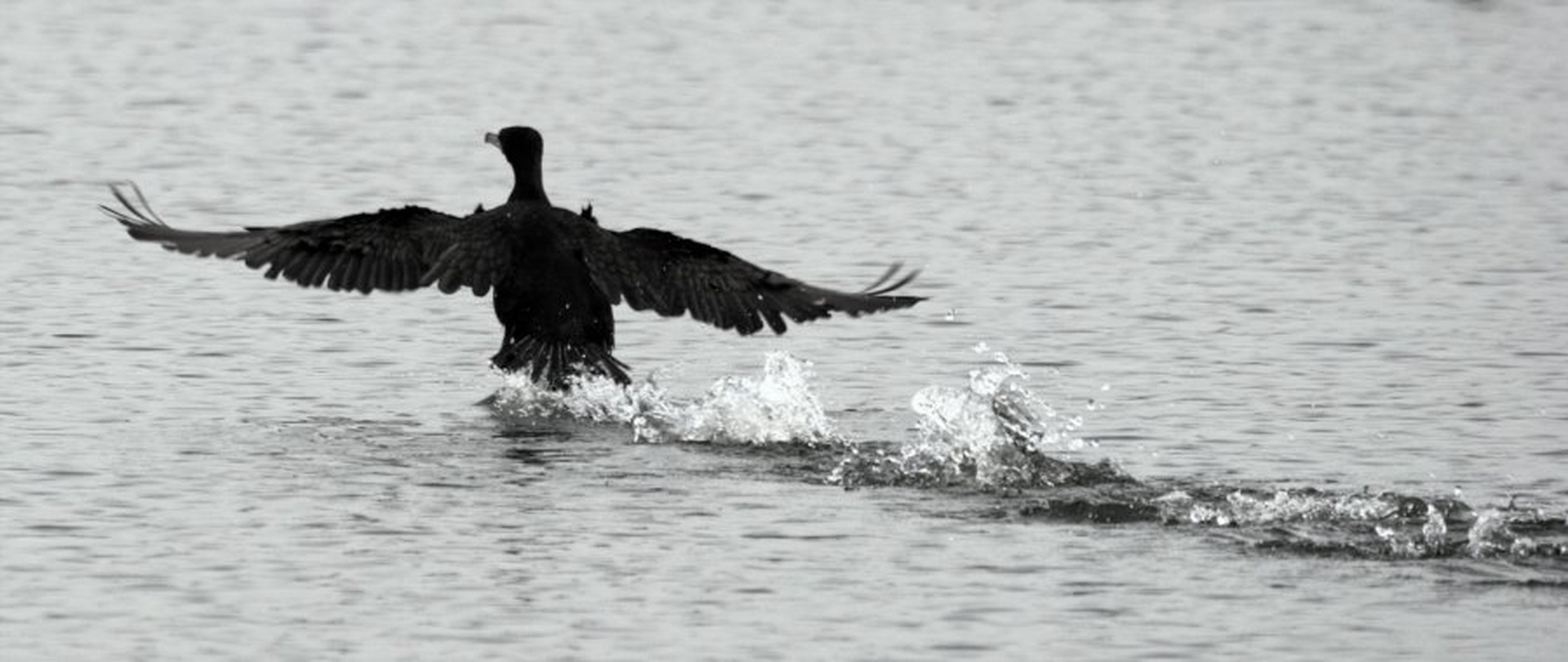 kormoran v akciji by srele beat