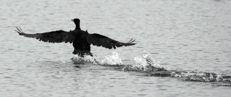kormoran v akciji by srele beat