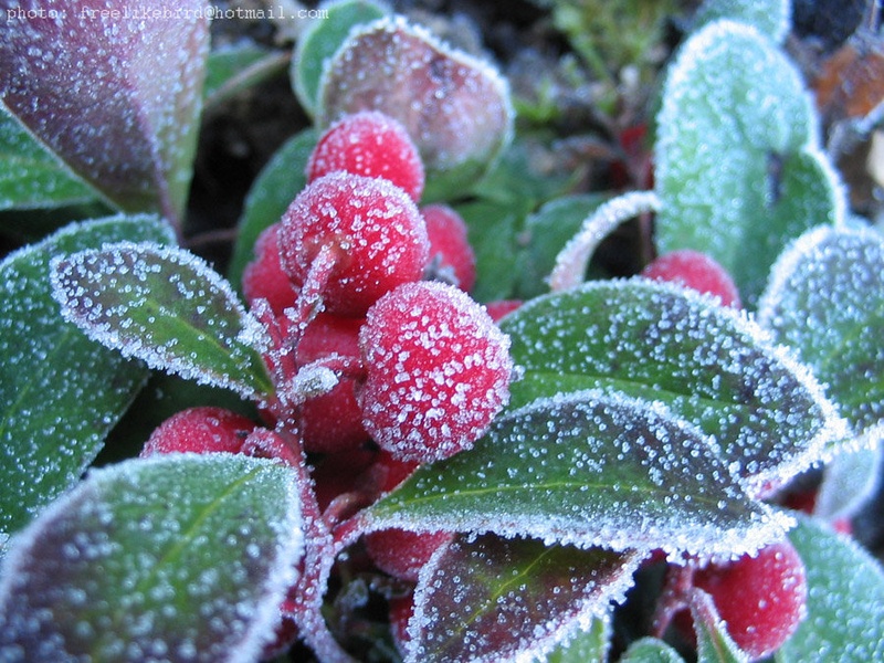 frost-bite by just me