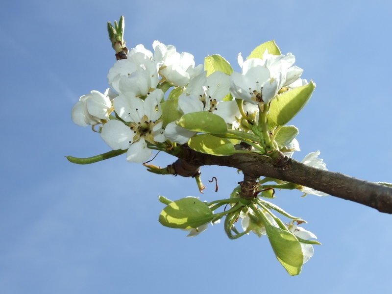 hruška by jernej cilenšek