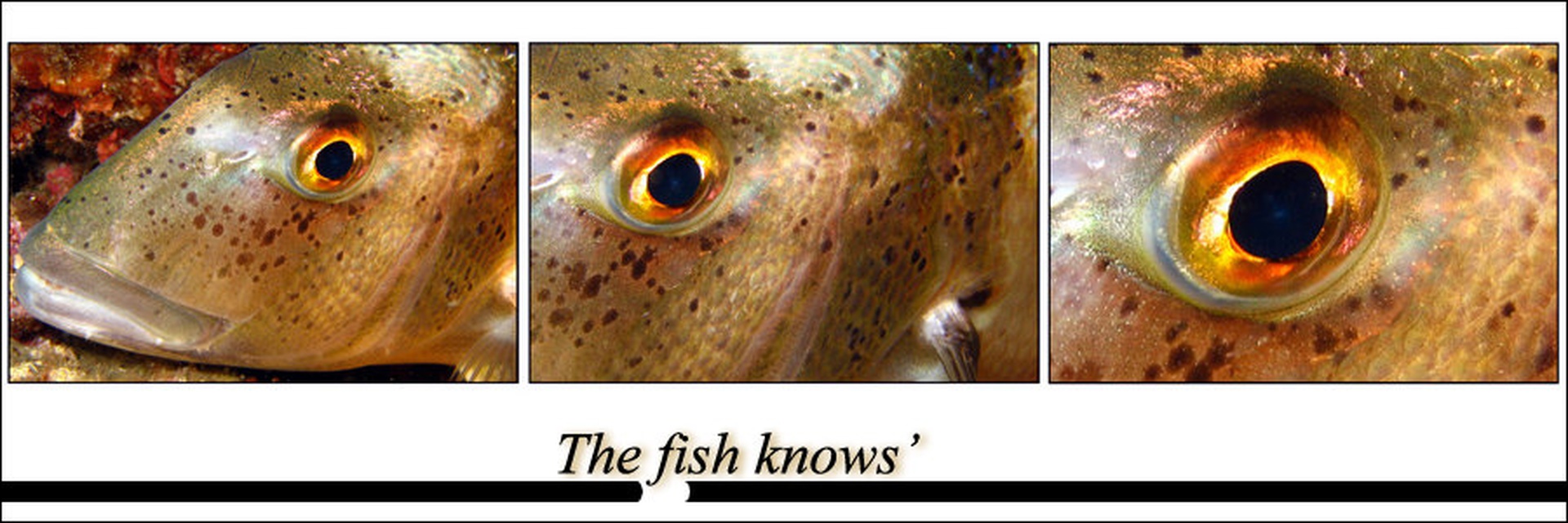 The fish knows' by