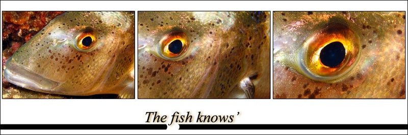 The fish knows' by DZ6
