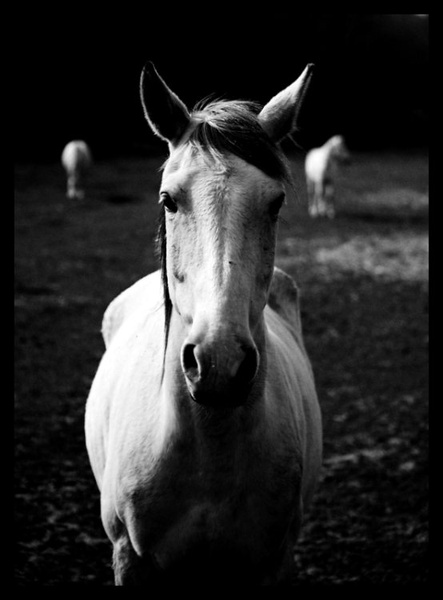 Konj by Tux