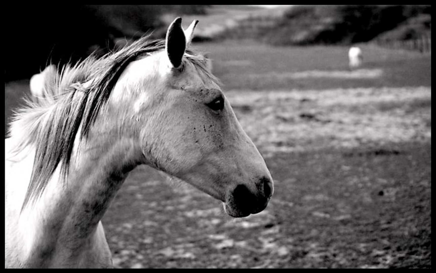 Konj II by