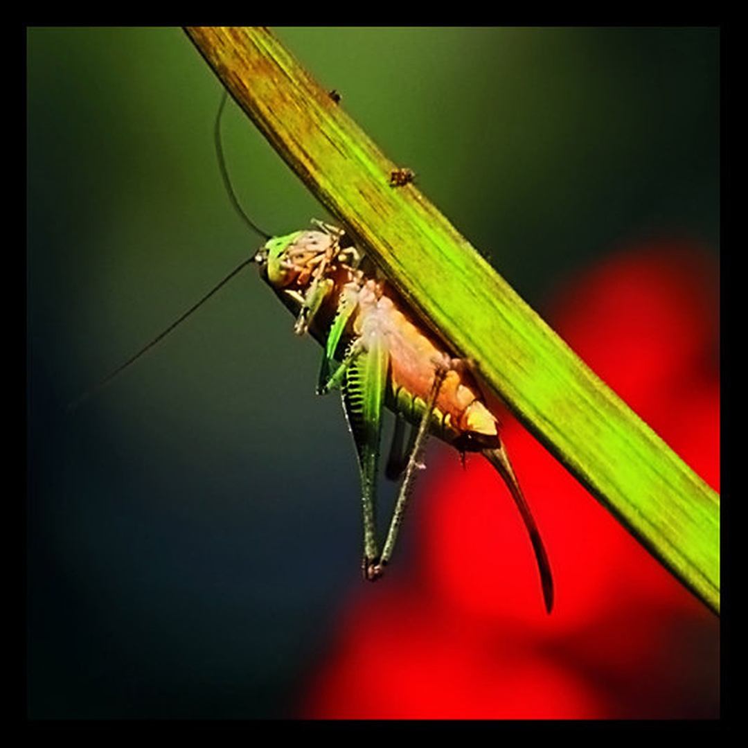 Kobilica by