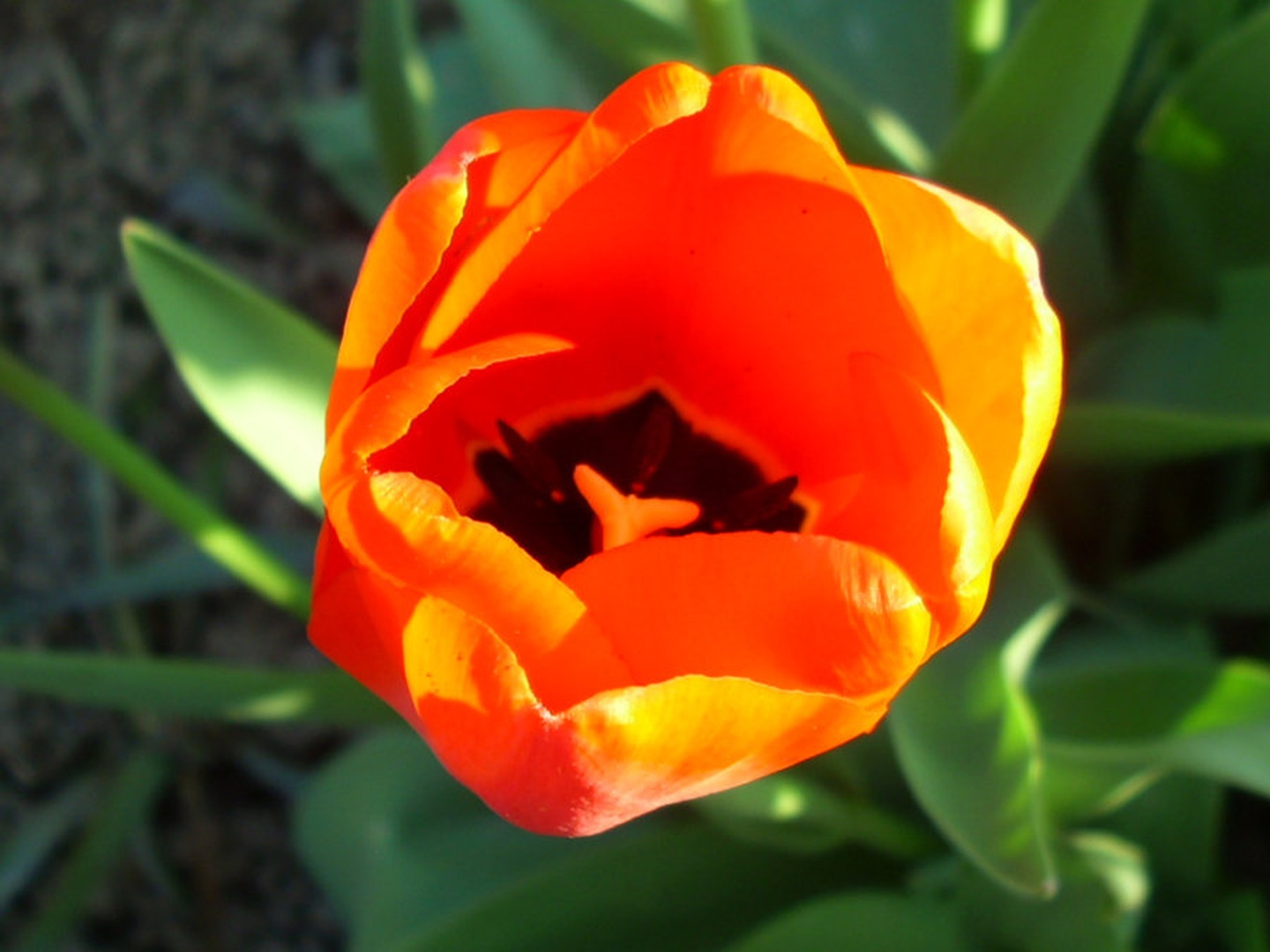 Tulipan odprti by Grega Obad