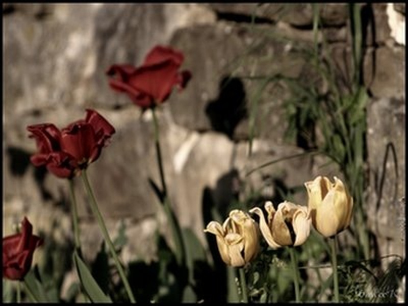 death by Andrej