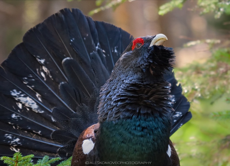 Ta divji by Aleš Komovec
