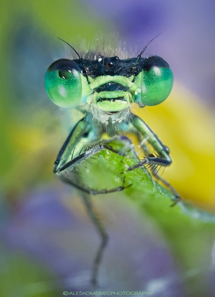Green eyes by Aleš Komovec