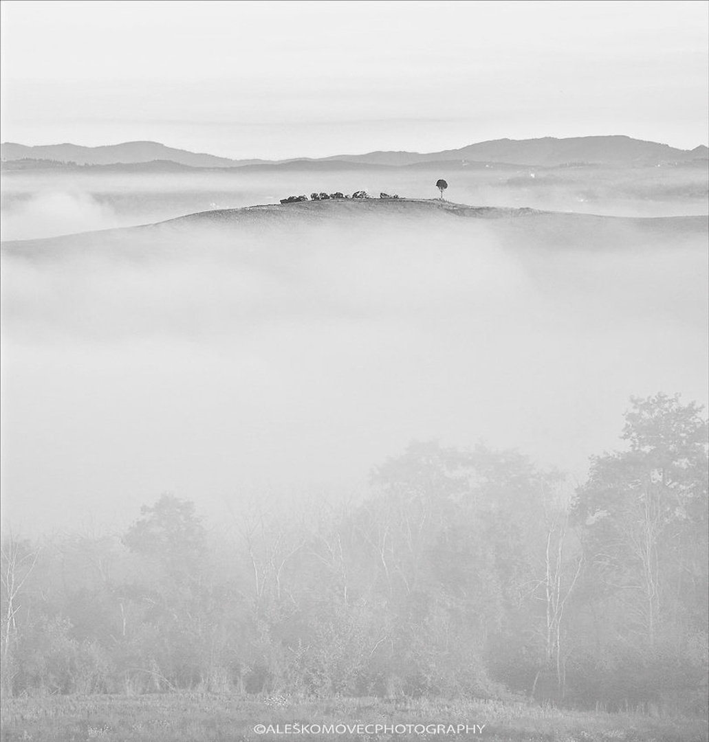 A tree by Aleš Komovec