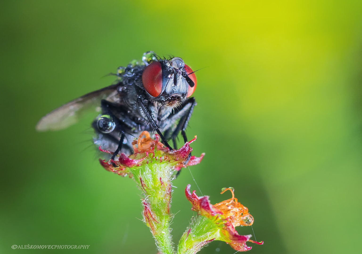 Musca domestica by Aleš Komovec