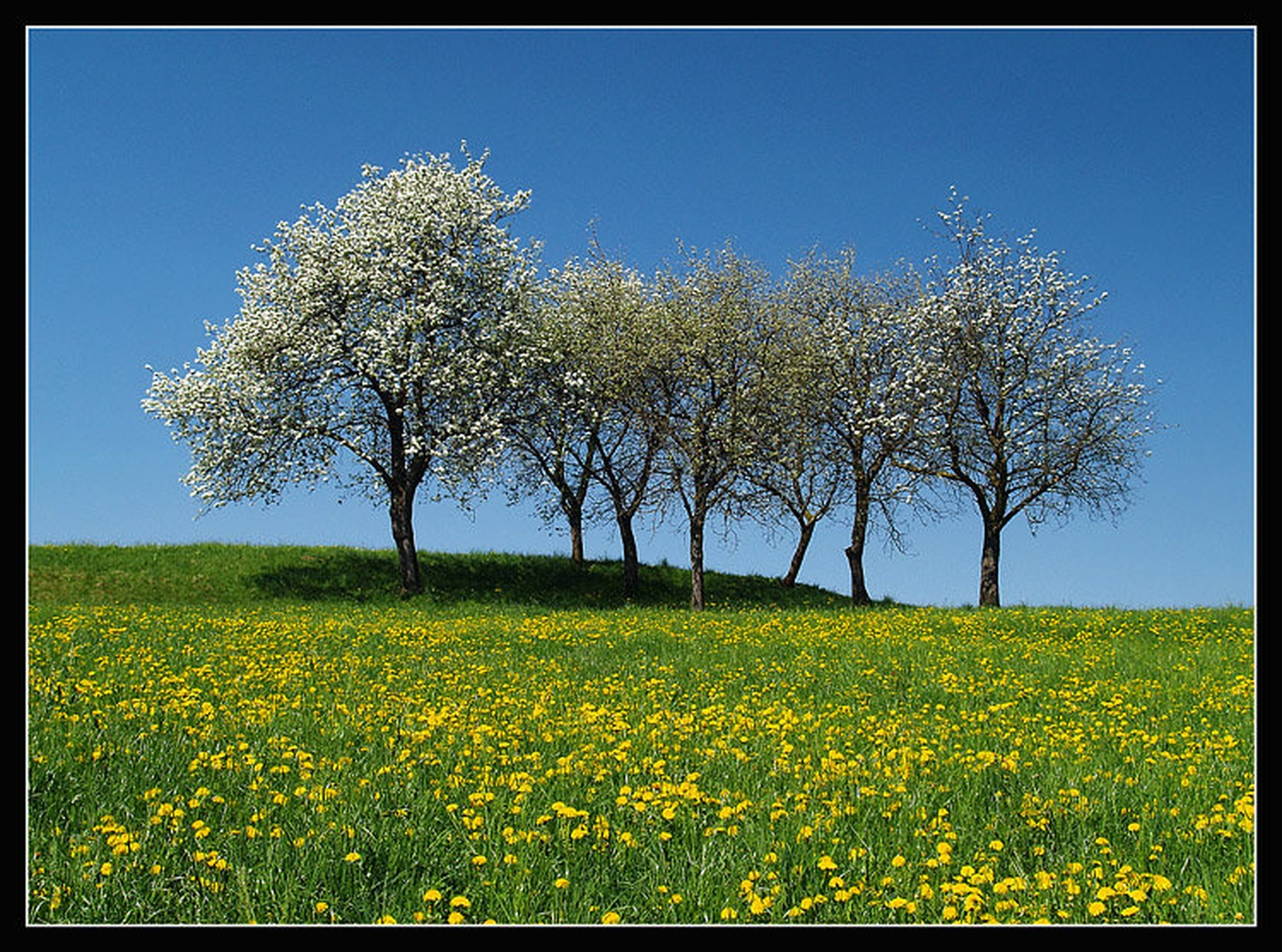 Spring by Aleš Komovec