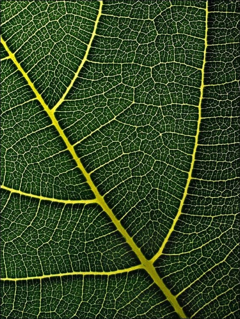Clorophil streets by Aleš Komovec