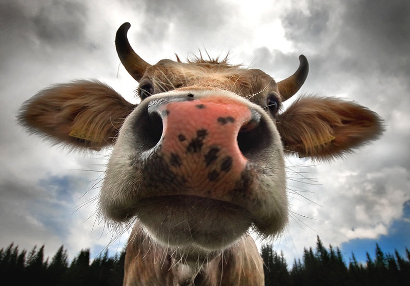 Mmmmuuu! by Aleš Komovec