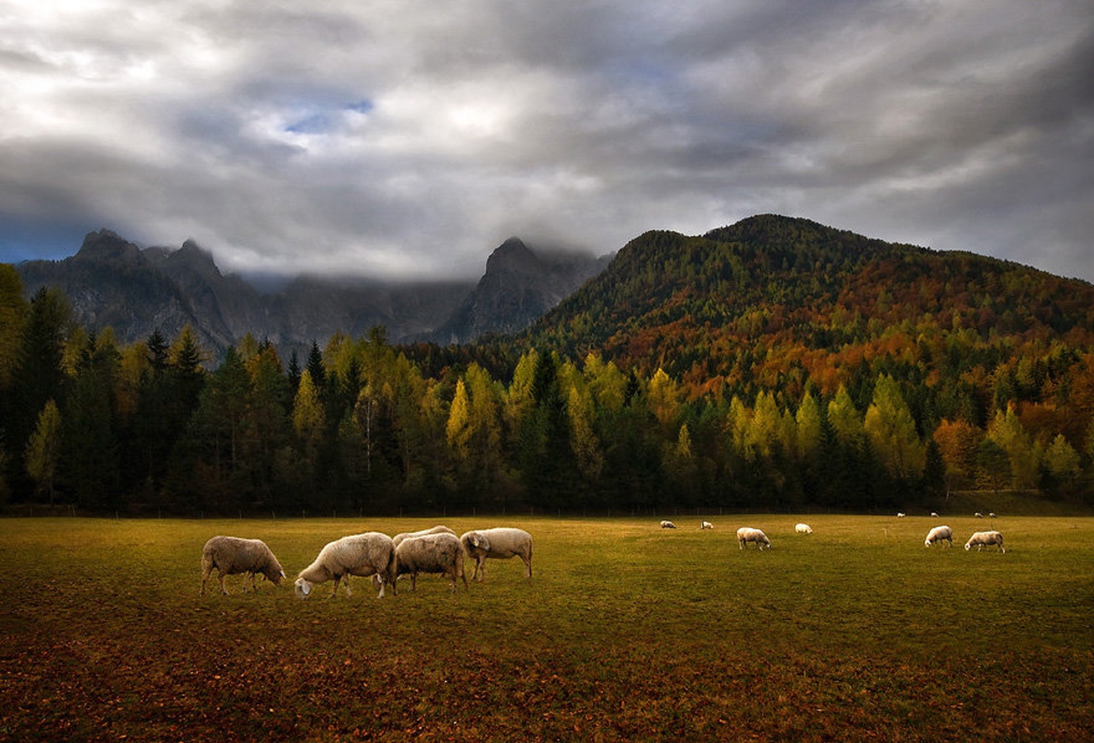 Jesenska paša by Aleš Komovec