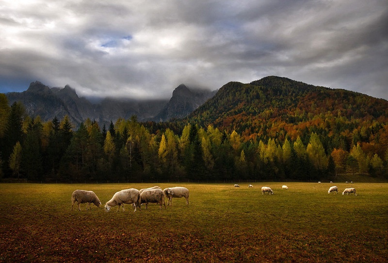 Jesenska paša by Aleš Komovec