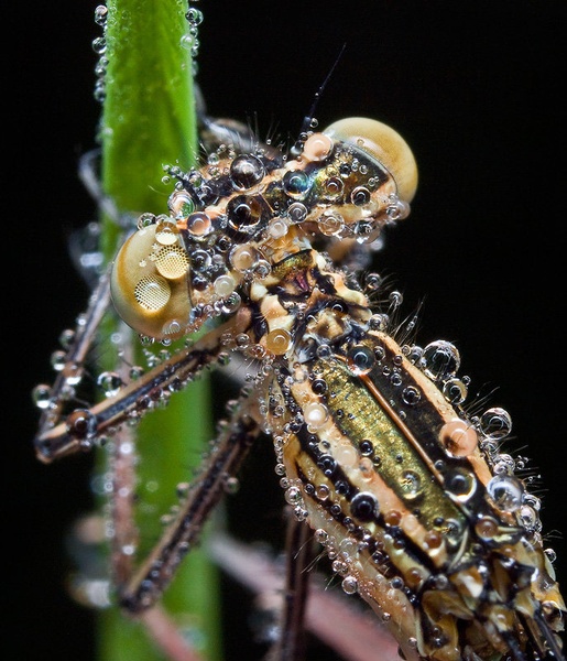 Morning pearls by Aleš Komovec