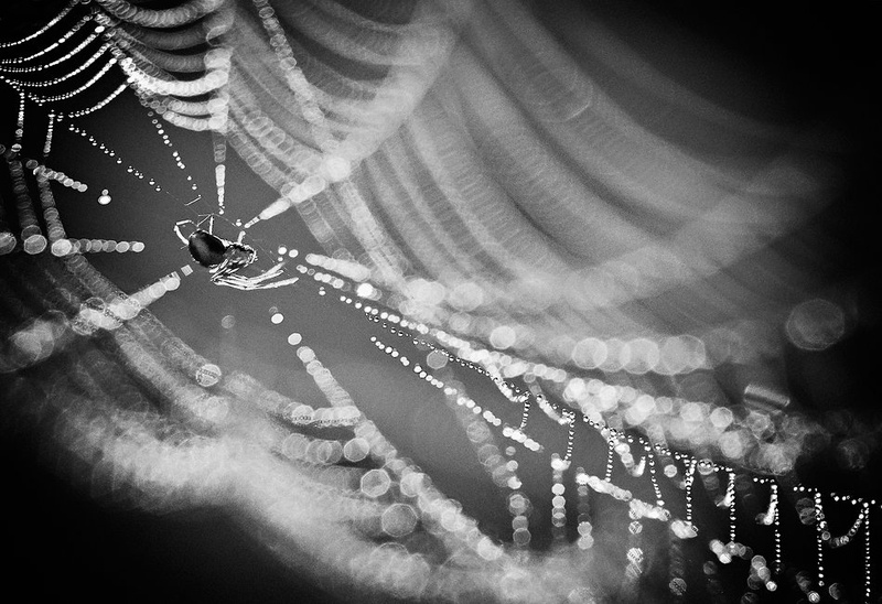 Diamonds & Pearls by Aleš Komovec