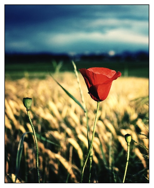 Poppy Flower by lux zidane