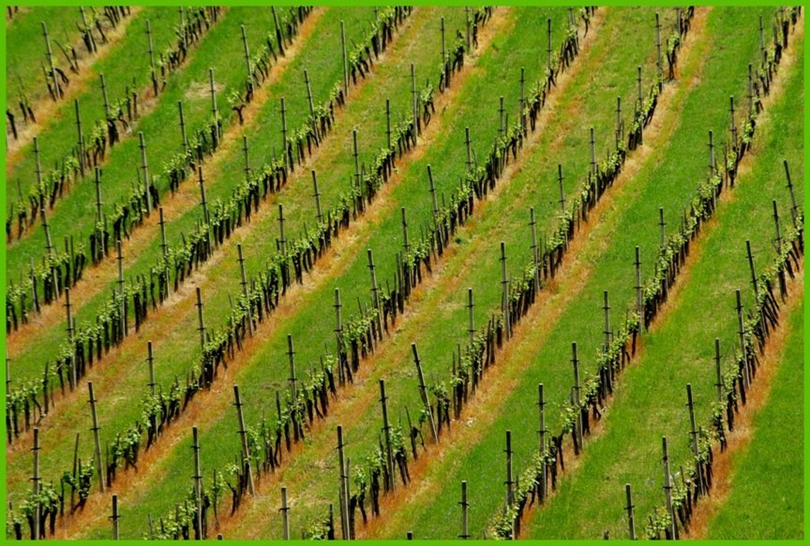 vinograd by Boštjan Selinšek
