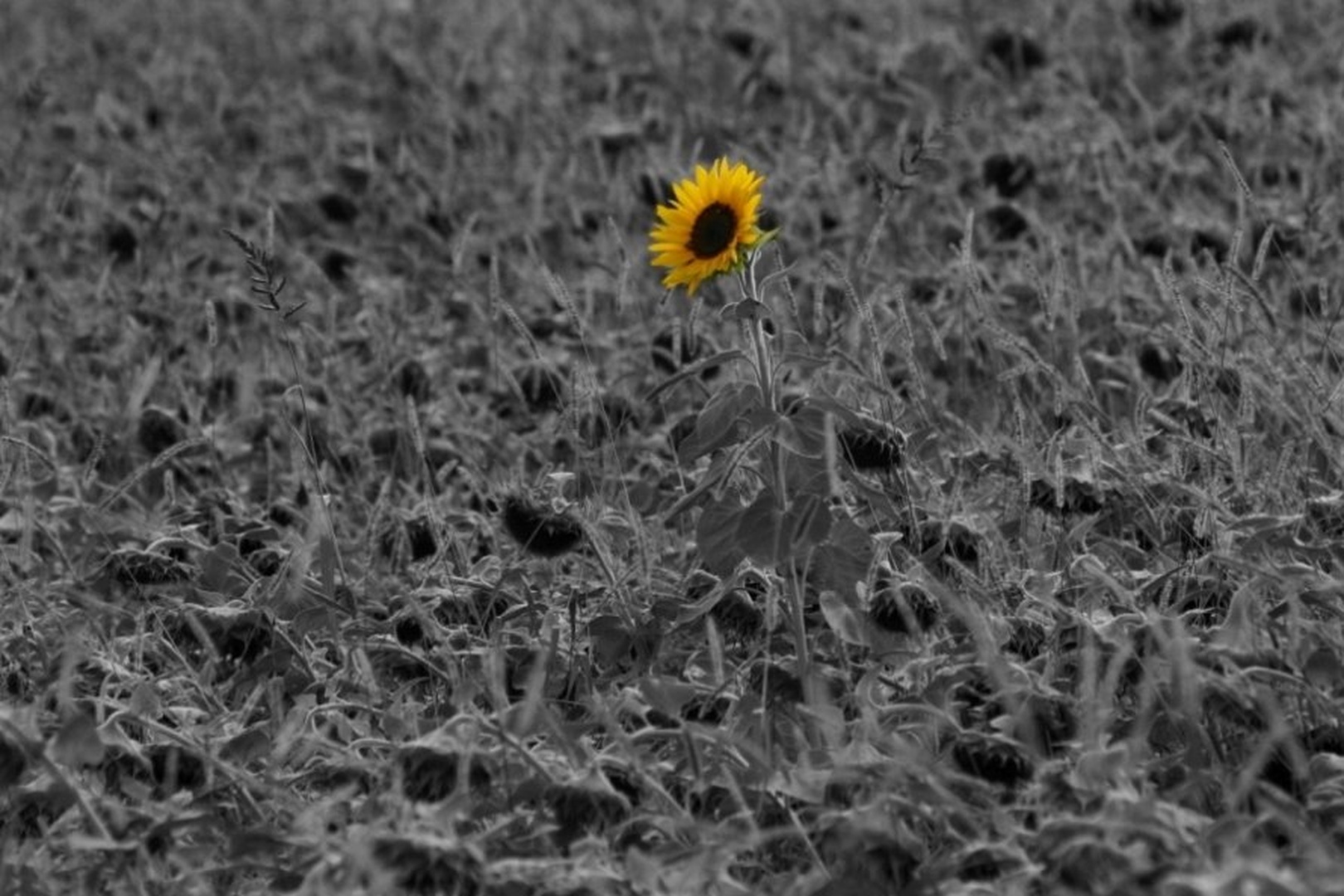 Last one standing by Boštjan Selinšek