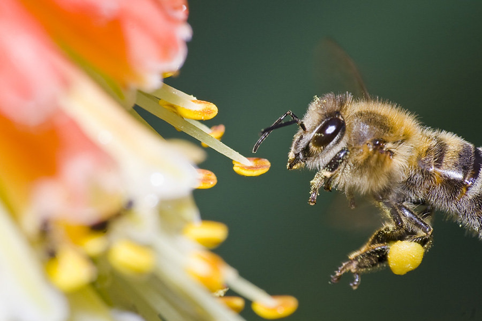 Nespoštovano bogastvo by Boštjan Selinšek