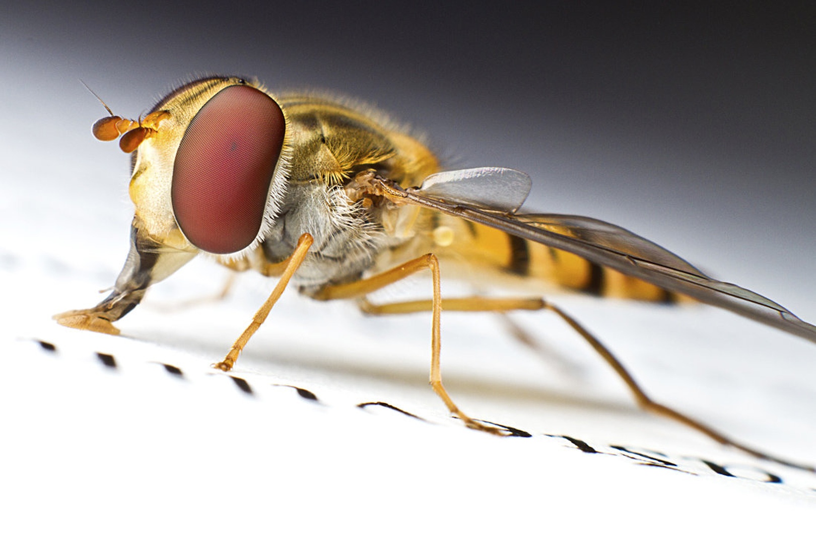 Hoverfly by Boštjan Selinšek