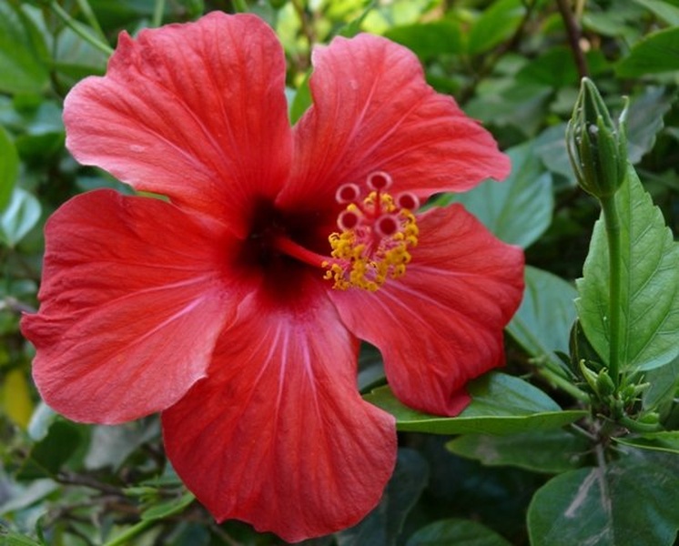 Hibiskus by Andrej Kmetič