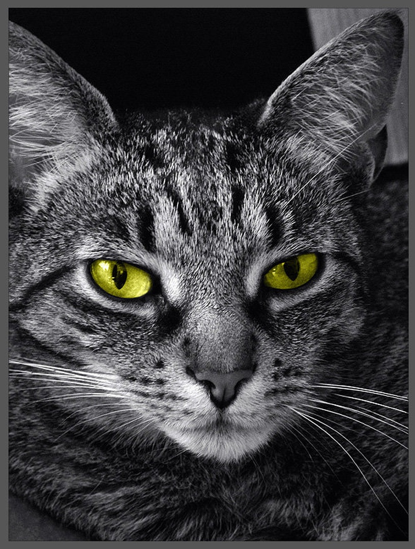 Scary cat by ales pevc