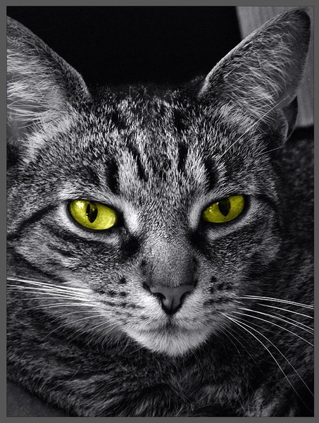Scary cat by ales pevc