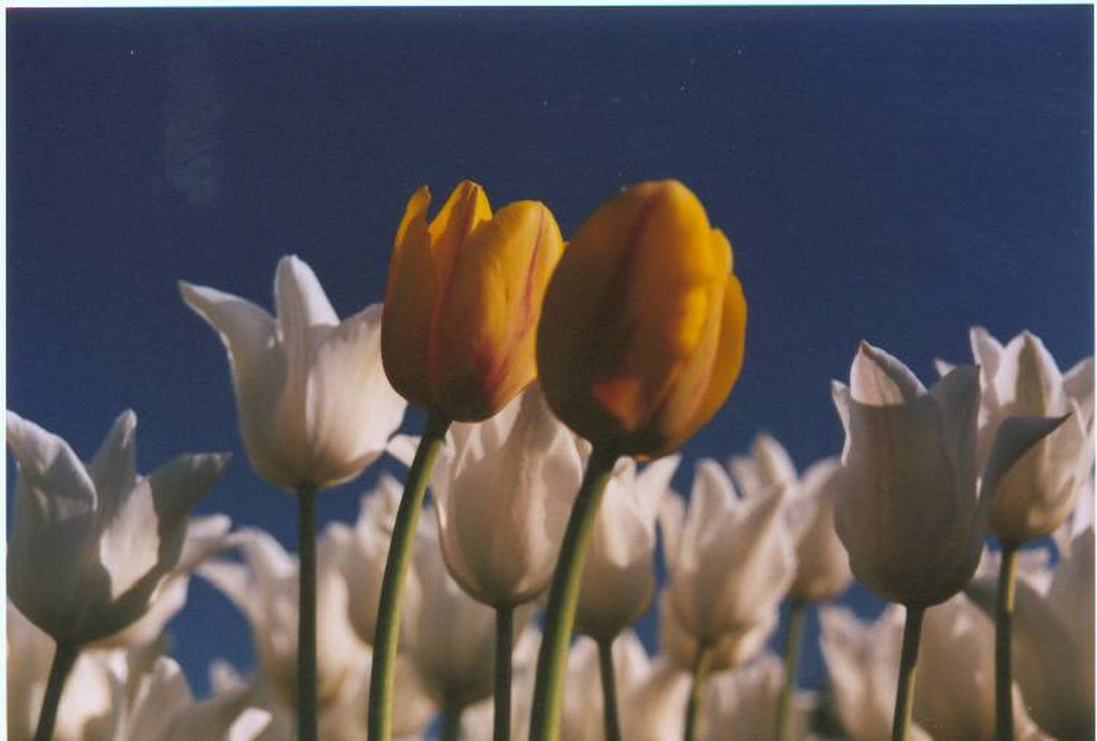 tulipani by sazo