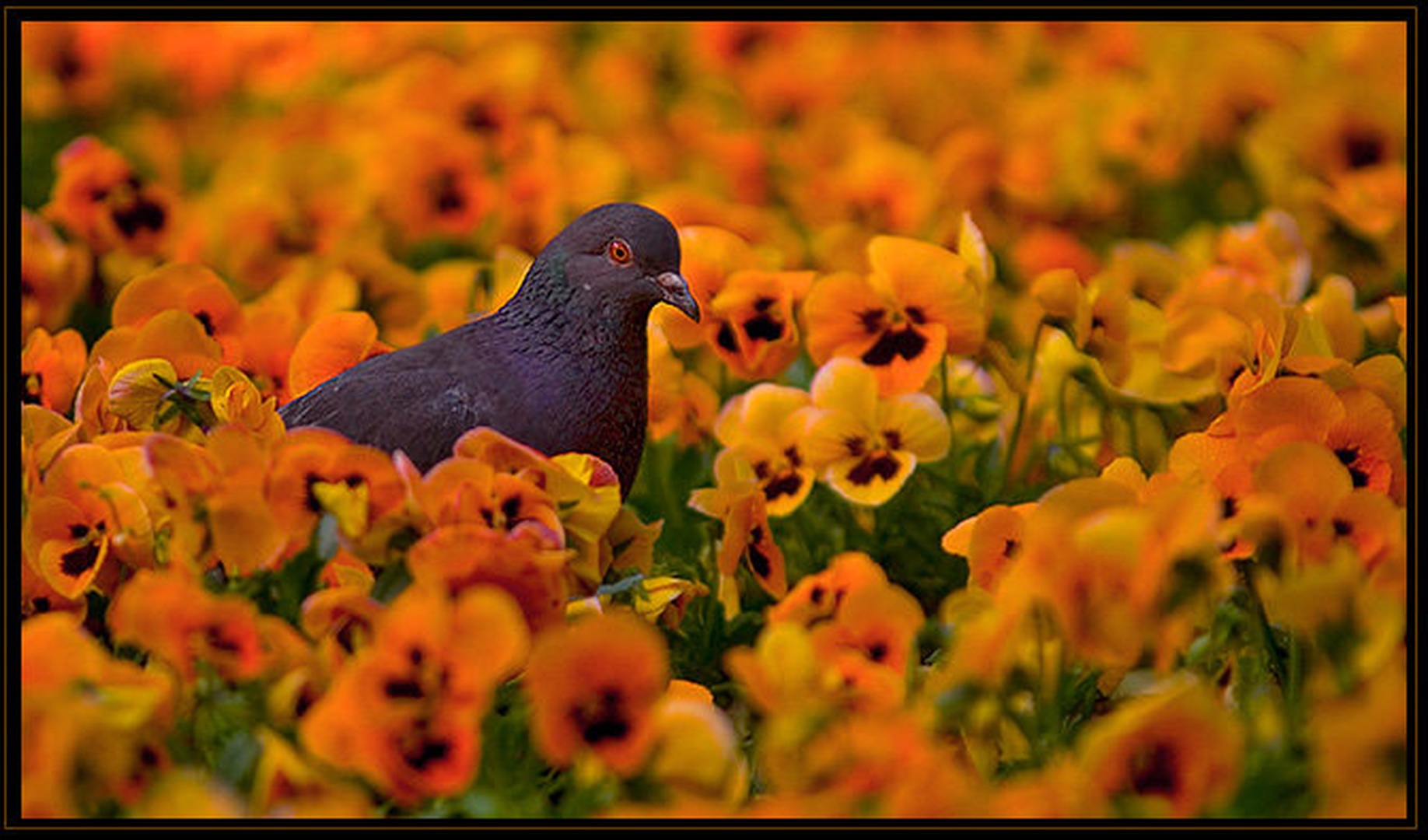 walking through the fields of gold by J